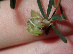 Pultenaea retusa