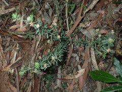 Pultenaea retusa