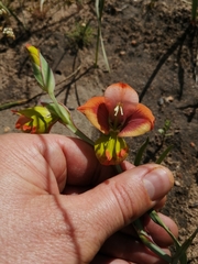 Gladiolus speciosus