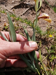 Gladiolus speciosus