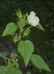 Hibiscus rhabdotospermus