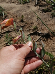 Gladiolus speciosus