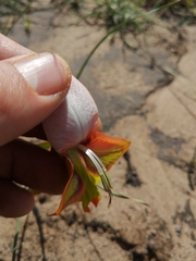 Gladiolus speciosus