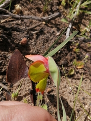 Gladiolus speciosus