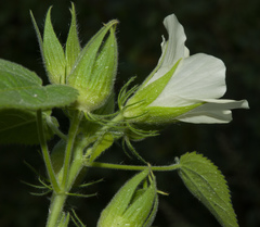 Hibiscus rhabdotospermus
