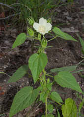 Hibiscus rhabdotospermus