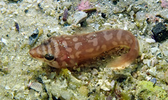 Aspasmogaster costata