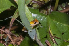 Dendropsophus triangulum