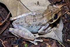 Osteocephalus yasuni