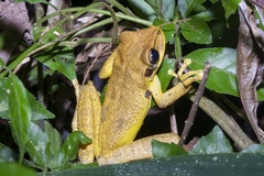 Osteocephalus yasuni