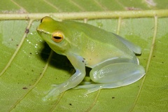 Sphaenorhynchus lacteus