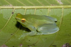 Sphaenorhynchus lacteus