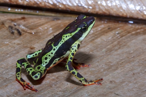 Amazonian harlequin, Atelopus spumarius