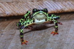 Atelopus spumarius