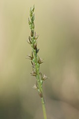 Prasophyllum fitzgeraldii