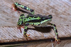 Atelopus spumarius