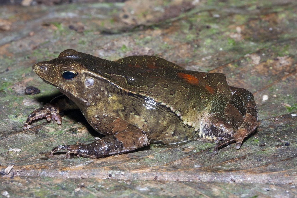 Rhinella gildae