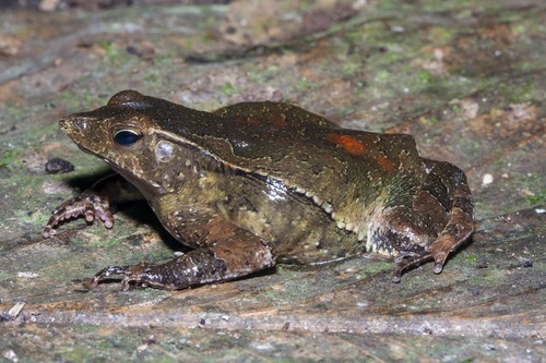 Bom Jardim Toad