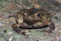 Rhinella dapsilis