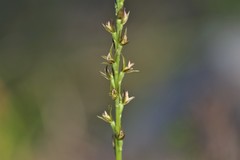 Prasophyllum fitzgeraldii