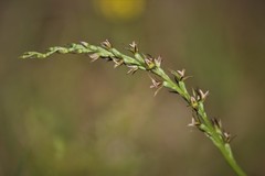 Prasophyllum fitzgeraldii