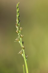 Prasophyllum fitzgeraldii