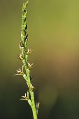 Prasophyllum fitzgeraldii