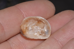 Bostrycapulus pritzkeri