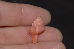 Chicoreus denudatus