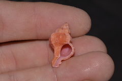 Chicoreus denudatus
