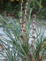 Lomandra glauca