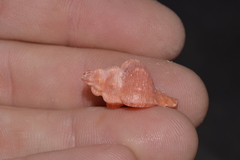 Chicoreus denudatus