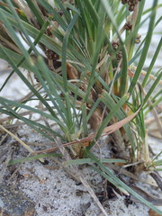 Lomandra glauca