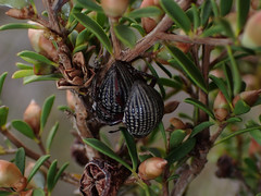 Catasarcus transversalis