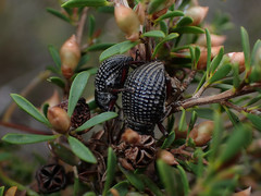 Catasarcus transversalis