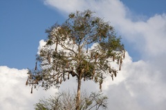 Psarocolius angustifrons