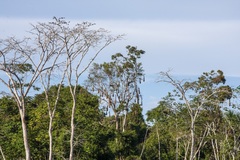 Psarocolius angustifrons