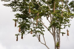 Psarocolius angustifrons