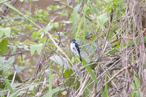 Lesson's Seedeater (Sporophila bouvronides), photo 8