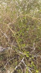 Larrea divaricata