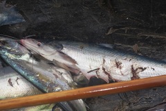 Hypophthalmus marginatus