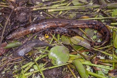 Synbranchus marmoratus