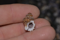 Turritriton labiosus