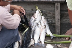 Prochilodus nigricans