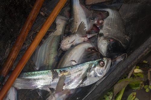 Biara (Rhaphiodon vulpinus) — Cynodontidae — 5