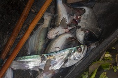 Rhaphiodon vulpinus