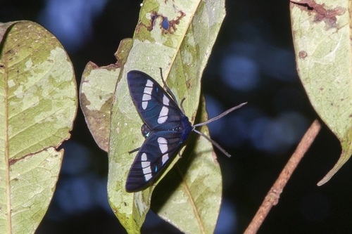 Agyrtidia uranophila