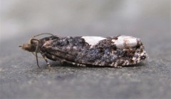 Epinotia trigonella