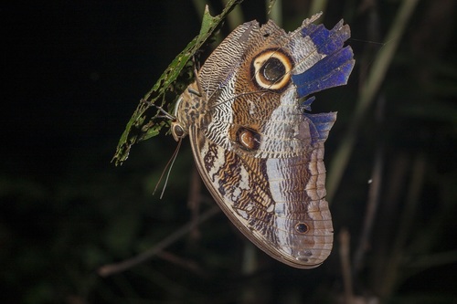 Caligo euphorbus