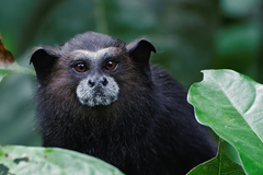 Saguinus weddelli weddelli